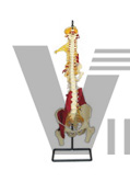 Multifunction soft vertebrae model